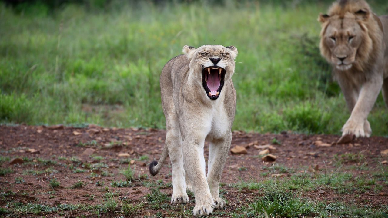 Wallpaper lioness, jaws, fangs, predator