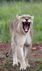 Preview wallpaper lioness, jaws, fangs, predator