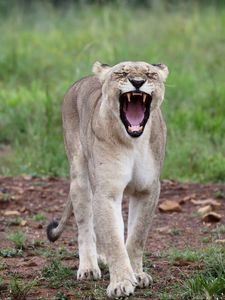 Preview wallpaper lioness, jaws, fangs, predator