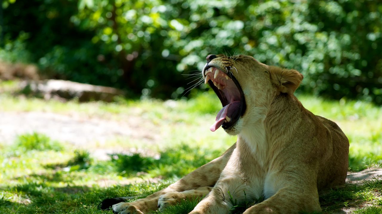 Wallpaper lioness, jaws, protruding tongue