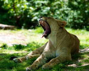 Preview wallpaper lioness, jaws, protruding tongue