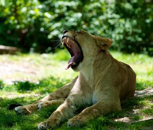 Preview wallpaper lioness, jaws, protruding tongue