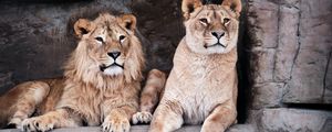 Preview wallpaper lioness, lion, animal, big cat, predator