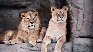 Preview wallpaper lioness, lion, animal, big cat, predator