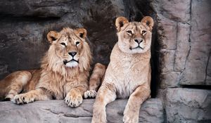 Preview wallpaper lioness, lion, animal, big cat, predator