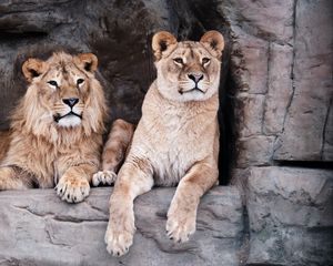 Preview wallpaper lioness, lion, animal, big cat, predator