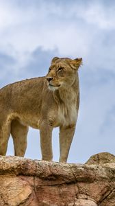 Preview wallpaper lioness, lion, animal, predator, big cat