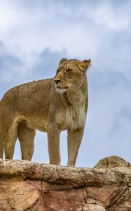 Preview wallpaper lioness, lion, animal, predator, big cat