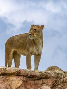 Preview wallpaper lioness, lion, animal, predator, big cat