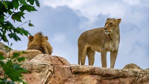 Preview wallpaper lioness, lion, animal, predator, big cat