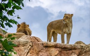 Preview wallpaper lioness, lion, animal, predator, big cat