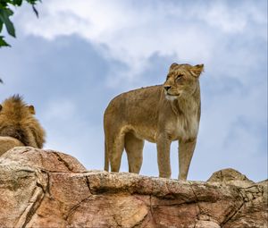 Preview wallpaper lioness, lion, animal, predator, big cat