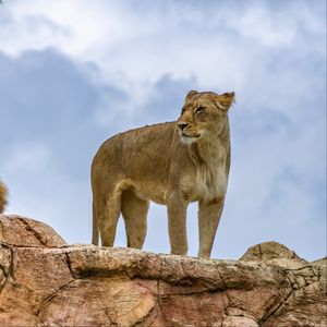 Preview wallpaper lioness, lion, animal, predator, big cat