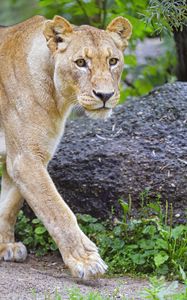 Preview wallpaper lioness, lion, animal, glance, big cat