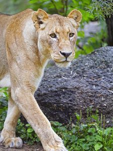Preview wallpaper lioness, lion, animal, glance, big cat
