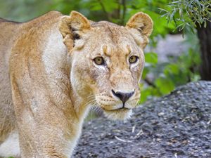 Preview wallpaper lioness, lion, animal, glance, big cat