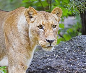 Preview wallpaper lioness, lion, animal, glance, big cat