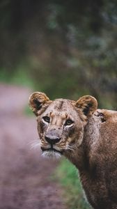 Preview wallpaper lioness, lion, big cat, view, predator, wildlife