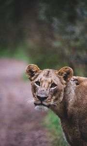 Preview wallpaper lioness, lion, big cat, view, predator, wildlife