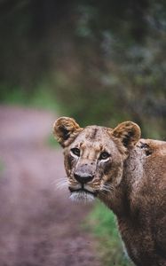 Preview wallpaper lioness, lion, big cat, view, predator, wildlife
