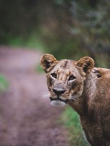 Preview wallpaper lioness, lion, big cat, view, predator, wildlife