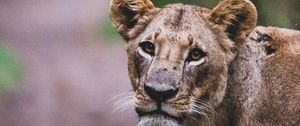 Preview wallpaper lioness, lion, big cat, view, predator, wildlife