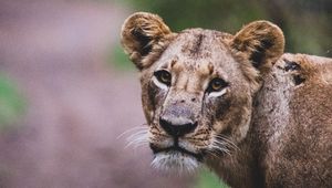 Preview wallpaper lioness, lion, big cat, view, predator, wildlife