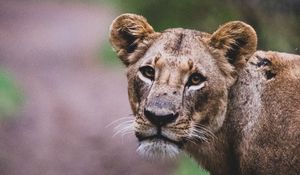 Preview wallpaper lioness, lion, big cat, view, predator, wildlife