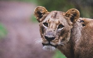 Preview wallpaper lioness, lion, big cat, view, predator, wildlife