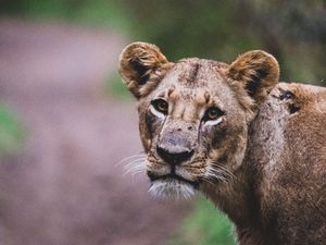 Preview wallpaper lioness, lion, big cat, view, predator, wildlife