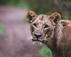 Preview wallpaper lioness, lion, big cat, view, predator, wildlife