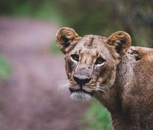 Preview wallpaper lioness, lion, big cat, view, predator, wildlife