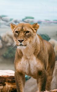 Preview wallpaper lioness, lion, big cat, wildlife, predator