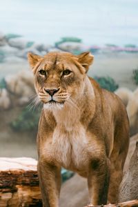 Preview wallpaper lioness, lion, big cat, wildlife, predator