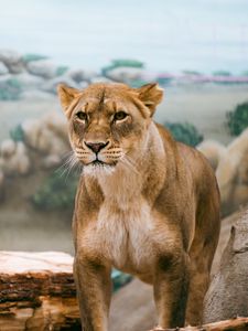 Preview wallpaper lioness, lion, big cat, wildlife, predator