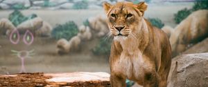 Preview wallpaper lioness, lion, big cat, wildlife, predator