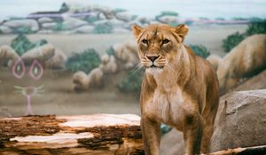 Preview wallpaper lioness, lion, big cat, wildlife, predator