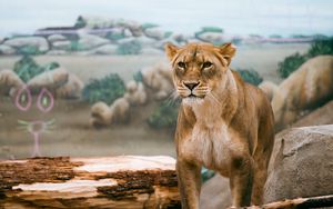 Preview wallpaper lioness, lion, big cat, wildlife, predator