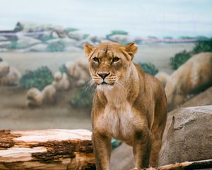 Preview wallpaper lioness, lion, big cat, wildlife, predator