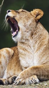 Preview wallpaper lioness, lion, big cat, predator, pose