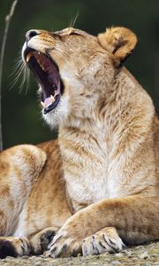Preview wallpaper lioness, lion, big cat, predator, pose
