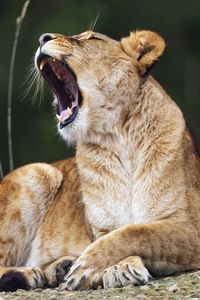 Preview wallpaper lioness, lion, big cat, predator, pose