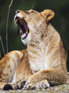 Preview wallpaper lioness, lion, big cat, predator, pose