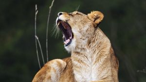 Preview wallpaper lioness, lion, big cat, predator, pose
