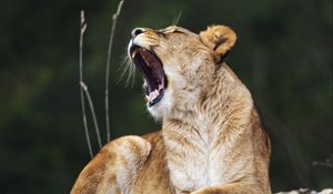 Preview wallpaper lioness, lion, big cat, predator, pose