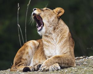 Preview wallpaper lioness, lion, big cat, predator, pose