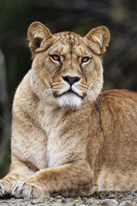 Preview wallpaper lioness, lion, big cat, predator, animal