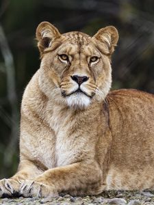 Preview wallpaper lioness, lion, big cat, predator, animal
