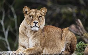 Preview wallpaper lioness, lion, big cat, predator, animal