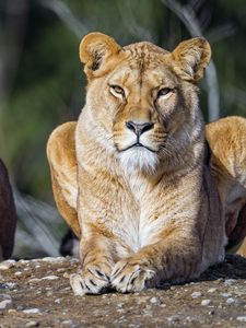Preview wallpaper lioness, lion, big cat, predator, stone
